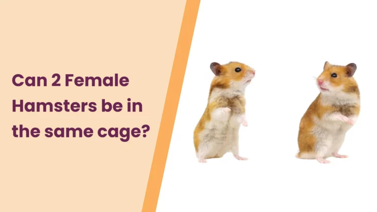 Can 2 Female Hamsters be in the Same Cage?