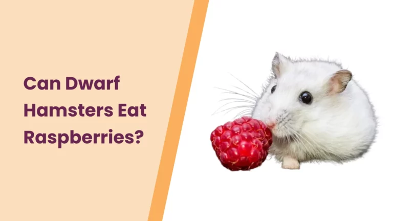 Can Dwarf Hamsters Eat Raspberries? – A Complete Guide