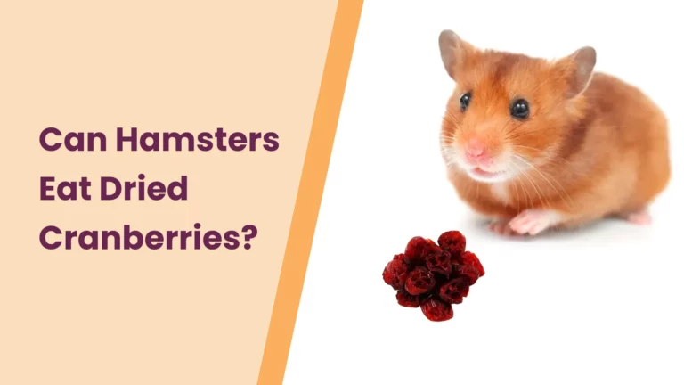 Can Hamsters Eat Dried Cranberries? – All You Need To Know