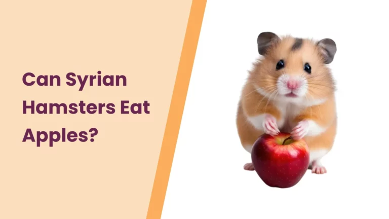 Can Syrian Hamsters Eat Apples? – An Ultimate Guide