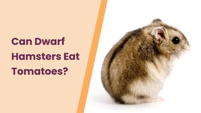 Can Dwarf Hamsters Eat Tomatoes? – An Ultimate Guide