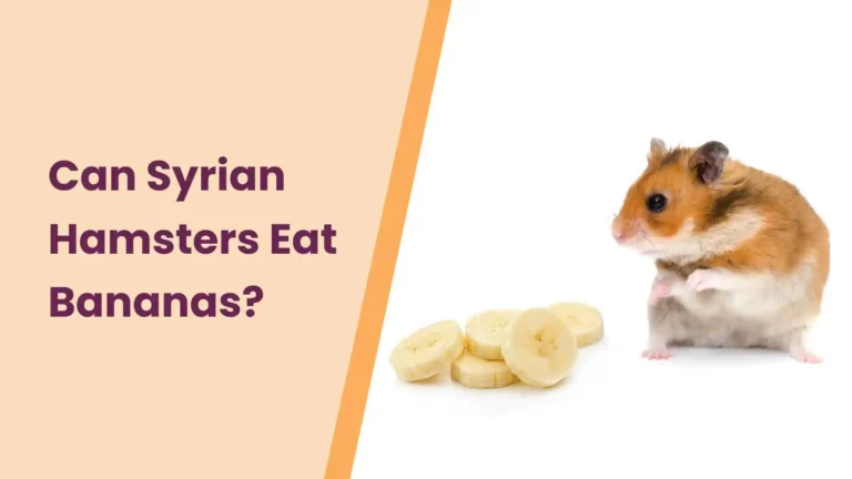 Can Syrian Hamster Eat Bananas? – All You Need To Know