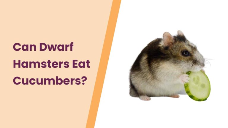 Can Dwarf Hamsters Eat Cucumber? – An Ultimate Guide