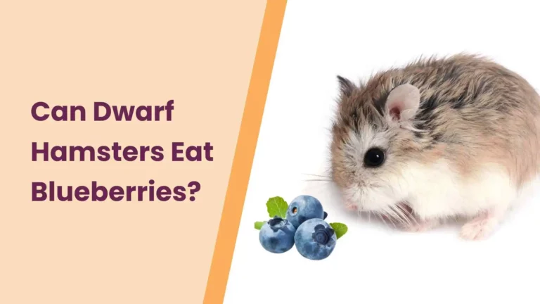 Can Dwarf Hamsters Eat Blueberries? – All You Need To Know