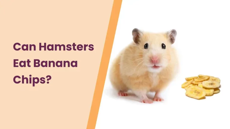 Can Hamsters Eat Banana Chips? – An Ultimate Guide
