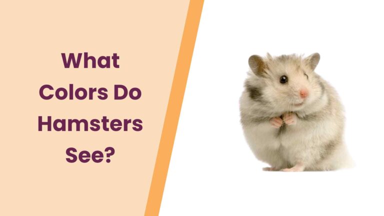 What Colors Do Hamsters See? – All You Need To Know