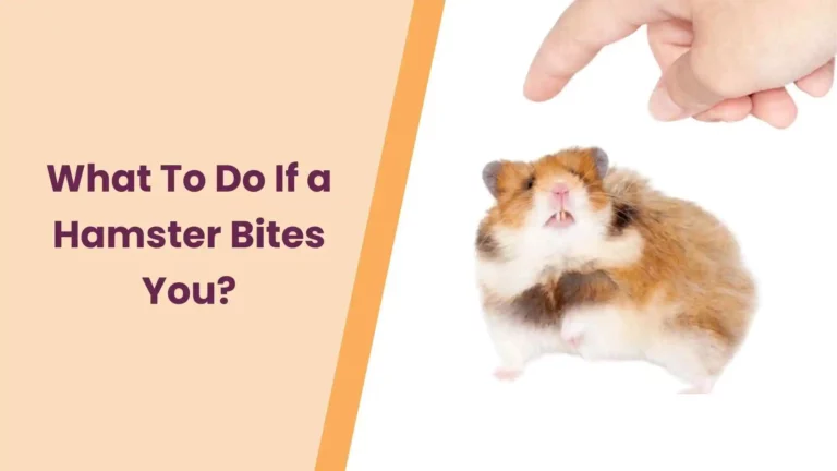 What To Do If a Hamster Bites You? – An Ultimate Guide