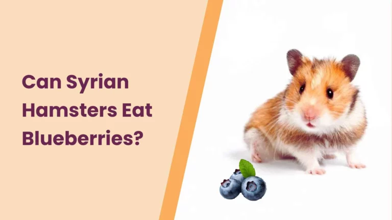 Can Syrian Hamsters Eat Blueberries? – An Ultimate Guide