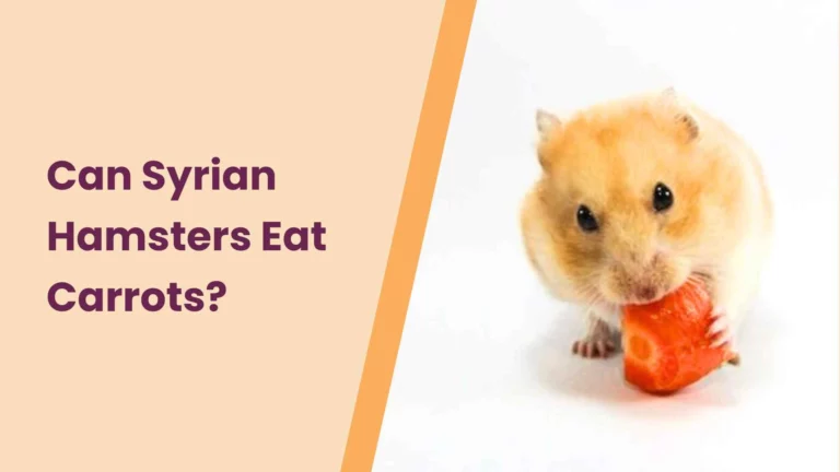 Can Syrian Hamsters Eat Carrots? – All You Need To Know