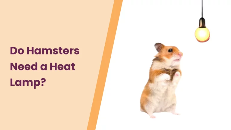Do Hamsters Need a Heat Lamp? – All You Need To Know