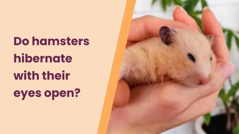 Do Hamsters Hibernate With Their Eyes Open? – An Ultimate Guide