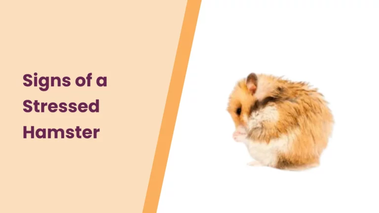 Top 6 Signs of a Stressed Hamster – All You Need To Know