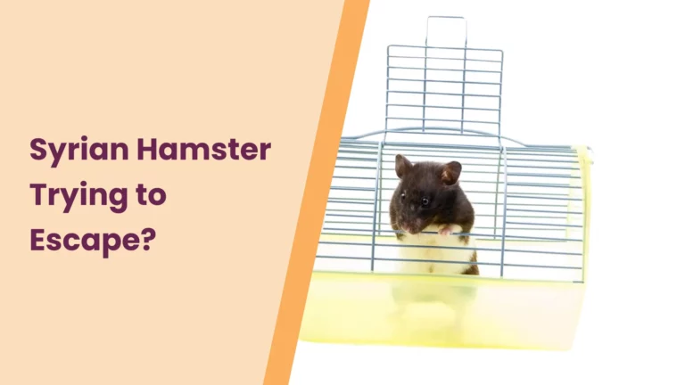 Syrian Hamster Keeps Trying To Escape? – Here’s What To Do!