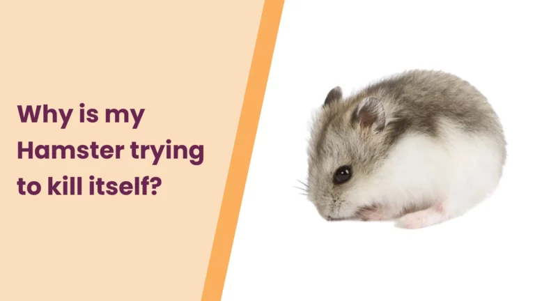 Why Is My Hamster Trying to Kill Itself? – All You Need To Know