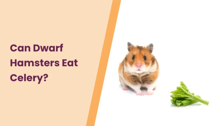 Can Dwarf Hamsters Eat Celery? An Ultimate Guide