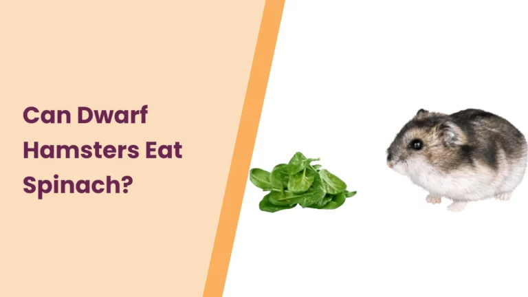 Can Dwarf Hamsters Eat Spinach? – An Ultimate Guide