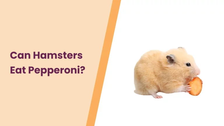 Can Hamsters Eat Pepperoni? – An Ultimate Guide