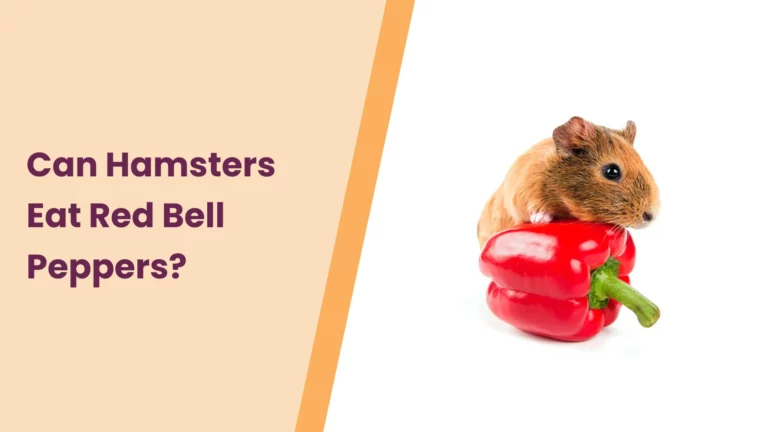 Can Hamsters Eat Red Bell Peppers – All You Need To Know