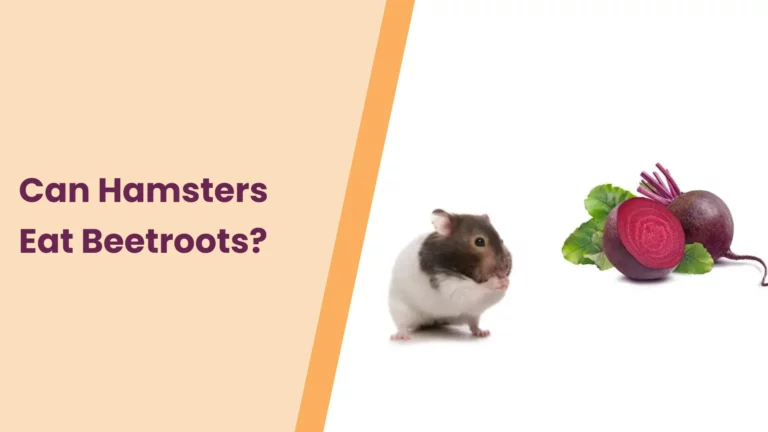 Can Hamsters Eat Beetroots? – All You Need To Know
