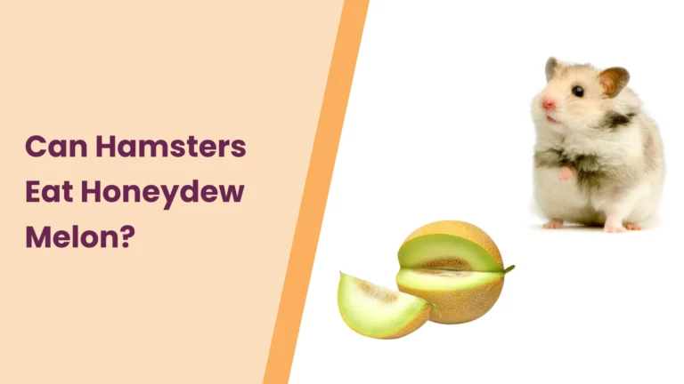 Can Hamsters Eat Honeydew Melon – All You Need To Know