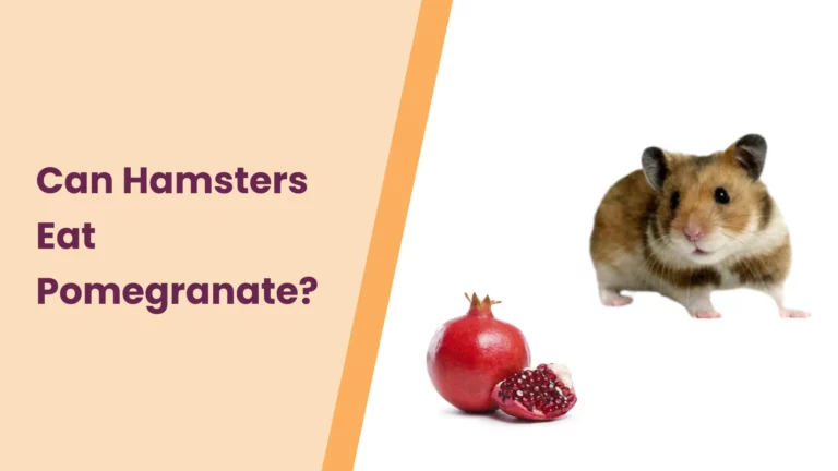 Can Hamsters Eat Pomegranate? – All You Need To Know