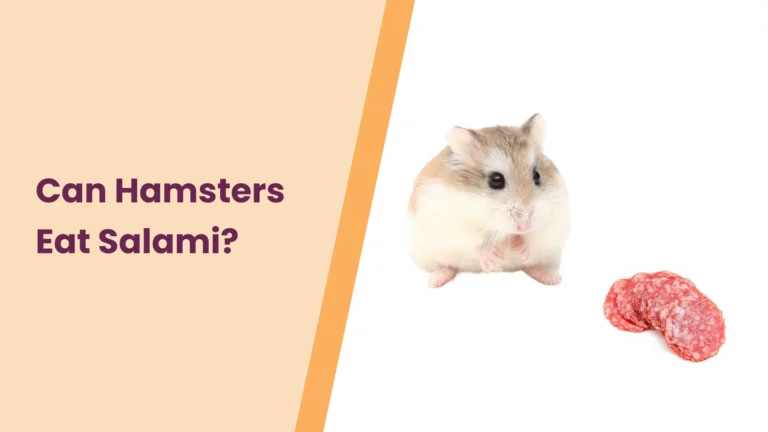 Can Hamsters Eat Salami? – All You Need To Know