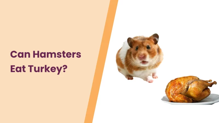 Can Hamsters Eat Turkey? – All You Need To Know