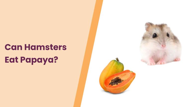 Can Hamsters Eat Papaya? – All You Need To Know