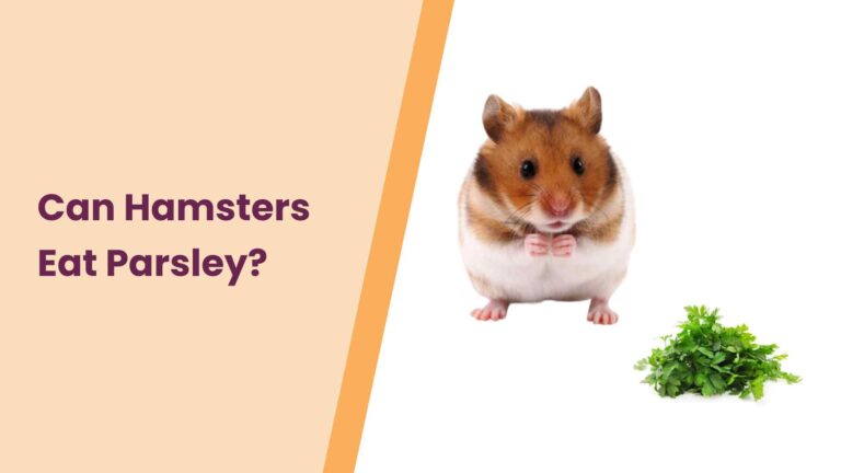 Can Hamsters Have Parsley? All You Need To Know