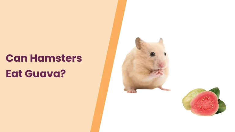 Can Hamsters Eat Guava? – All You Need To Know