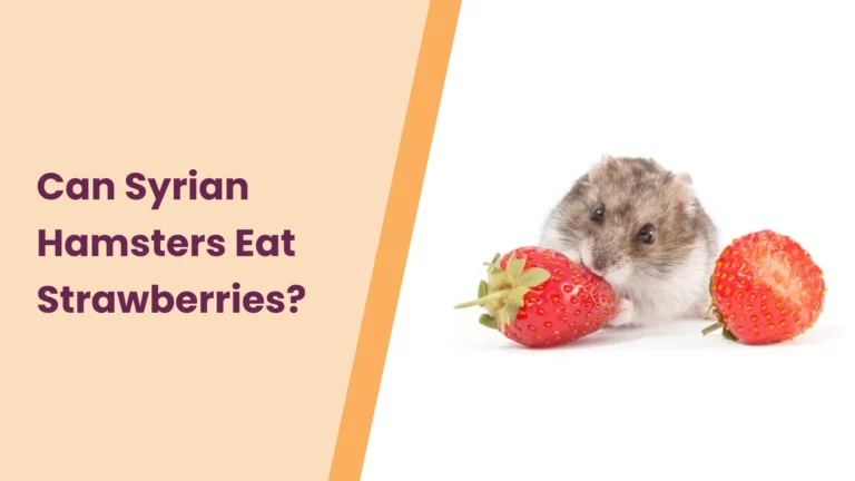 Can Syrian Hamsters Eat Strawberries? An Ultimate Guide