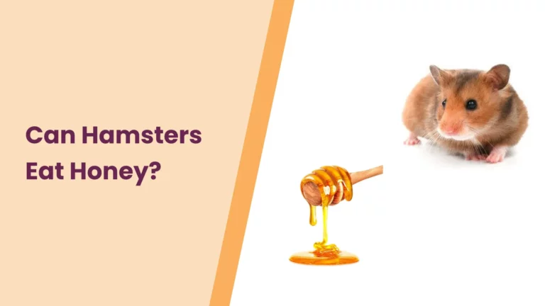 Can Hamsters Eat Honey? – All You Need To Know