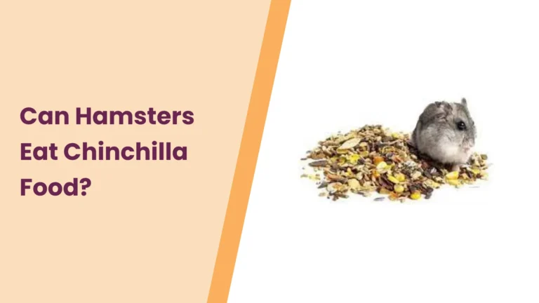 Can Hamsters Eat Chinchilla Food? – All You Need To Know