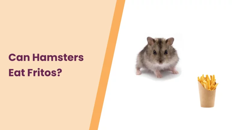 Can Hamsters Eat Fritos? – All You Need To Know