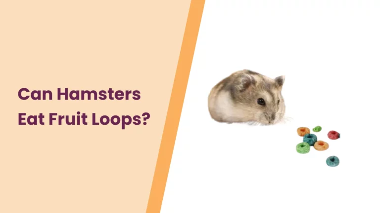 Can Hamsters Eat Fruit Loops? – All You Need To Know
