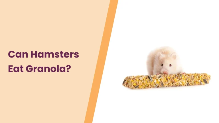 Can Hamsters Eat Granola? – All You Need To Know