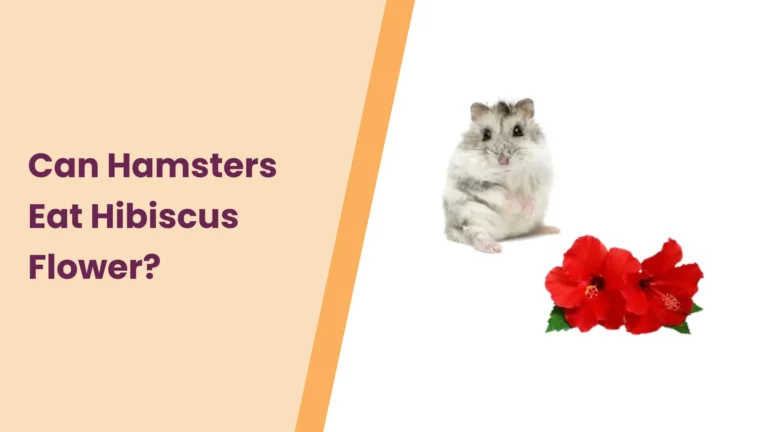 Can Hamsters Eat Hibiscus Flower? – All You Need To Know