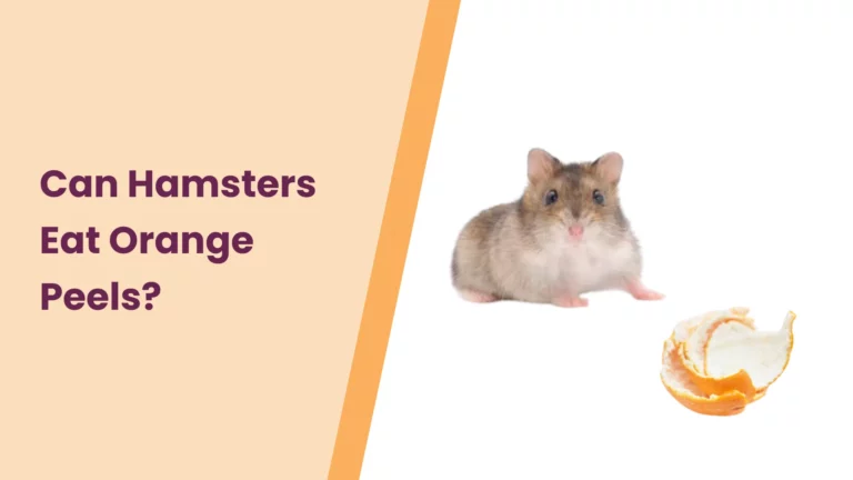 Can Hamsters Eat Orange Peels? – Everything You Need To Know