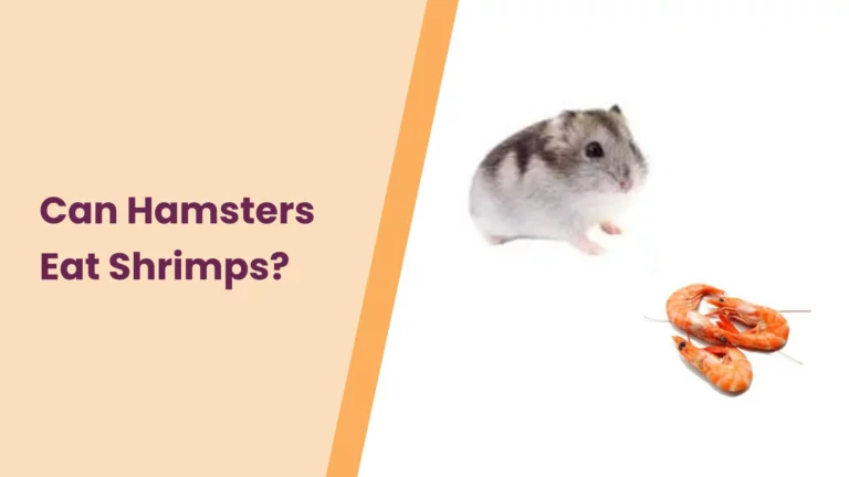 Can Hamsters Eat Shrimps? – All You Need To Know