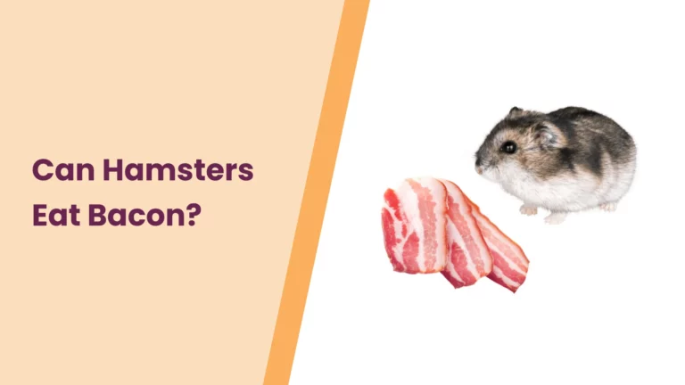 Can Hamsters Eat Bacon? – All You Need To Know