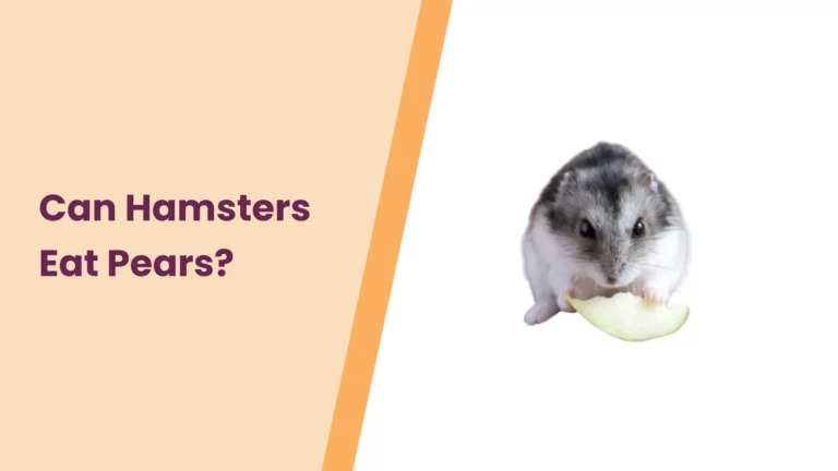 Can Hamsters Eat Pears? – All You Need To Know