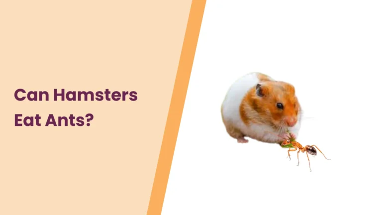 Can Hamsters Eat Ants? – All You Need To Know