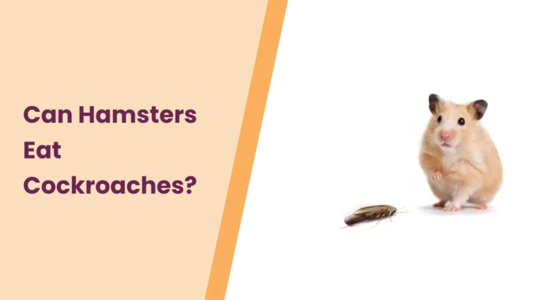 Can Hamsters Eat Cockroaches – All You Need To Know