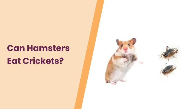 Can Hamsters Eat Crickets? – All You Need To Know
