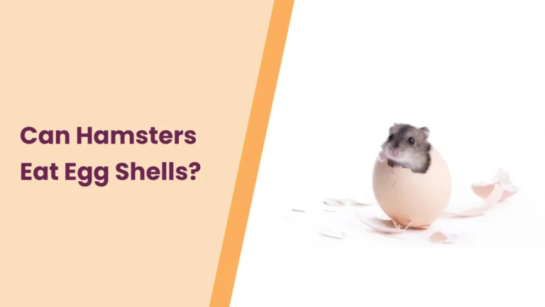 Can Hamsters Eat Egg Shells? – All You Need To Know