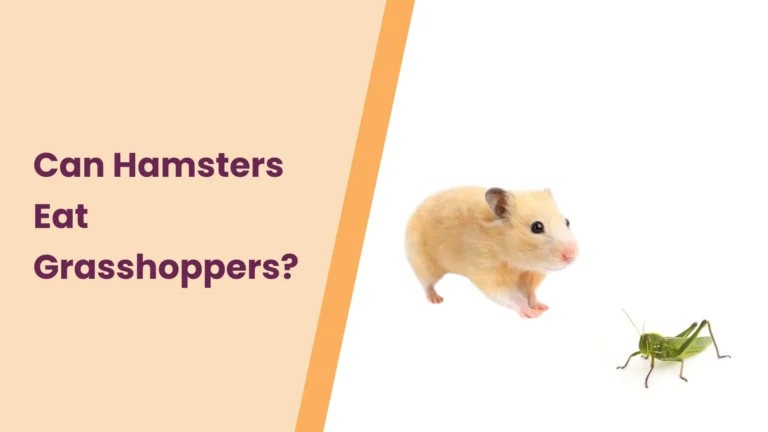 Can Hamsters Eat Grasshoppers?– All You Need To Know