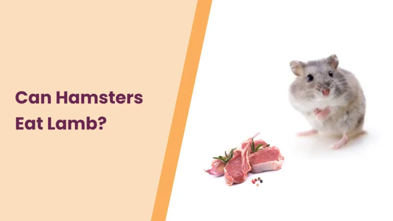 Can Hamsters Eat Lamb?- All You Need To Know