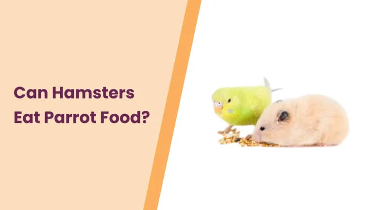 Can Hamsters Eat Parrot Food? – All You Need To Know