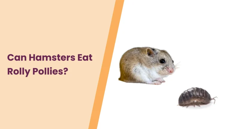 Can Hamsters Eat Rolly Pollies? All You Need To Know
