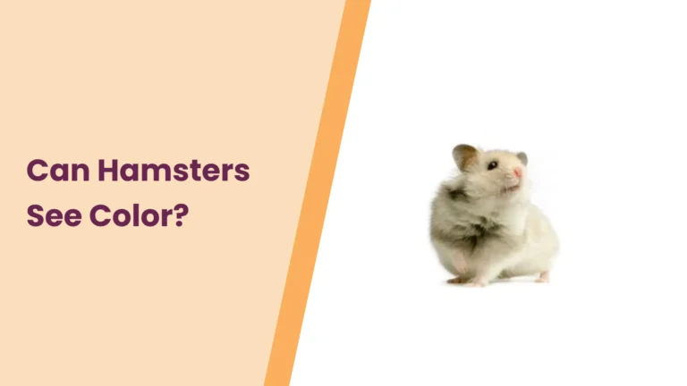 Can Hamsters See Color? All You Need To Know